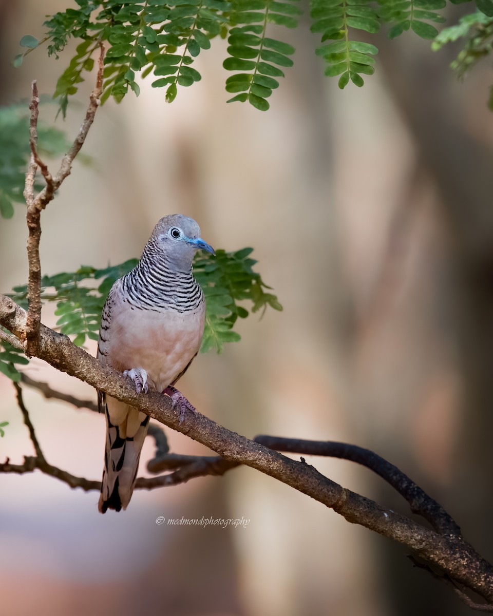 Peaceful Dove - ML642146785