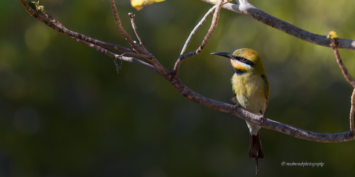 Rainbow Bee-eater - ML642146788