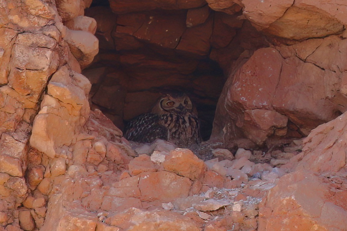Pharaoh Eagle-Owl - ML642146803