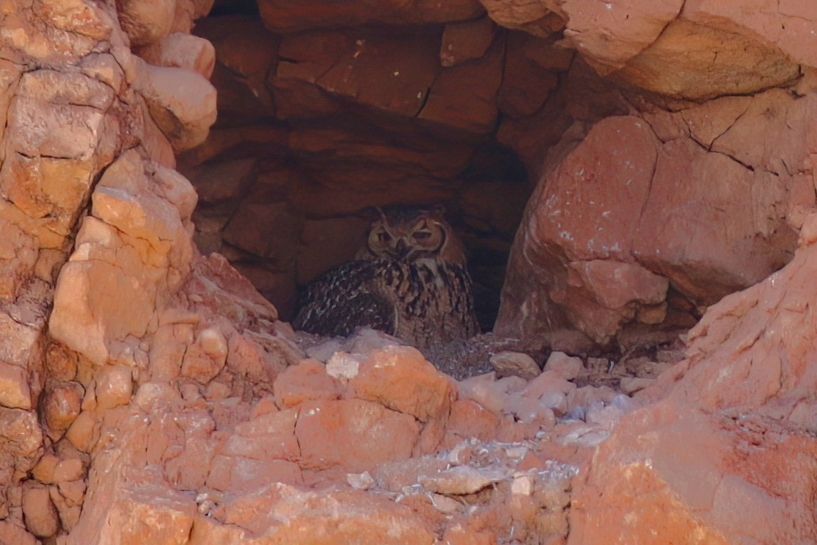 Pharaoh Eagle-Owl - ML642146804