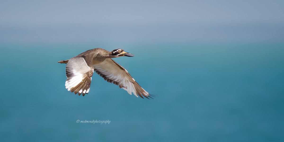 Beach Thick-knee - ML642146805