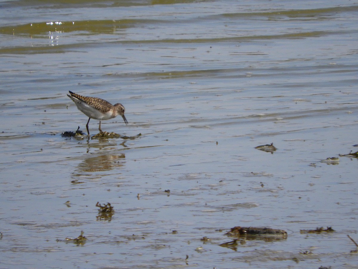 vodouš bahenní - ML642146820