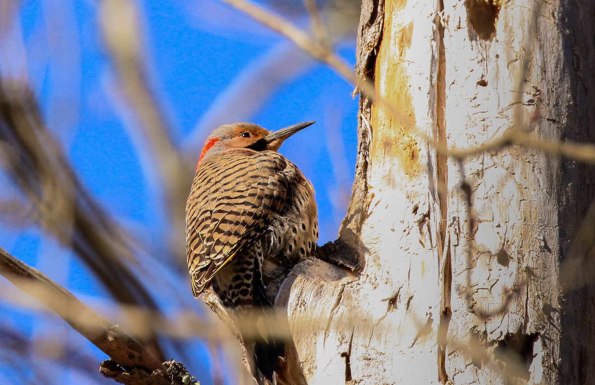 Northern Flicker - ML642146839