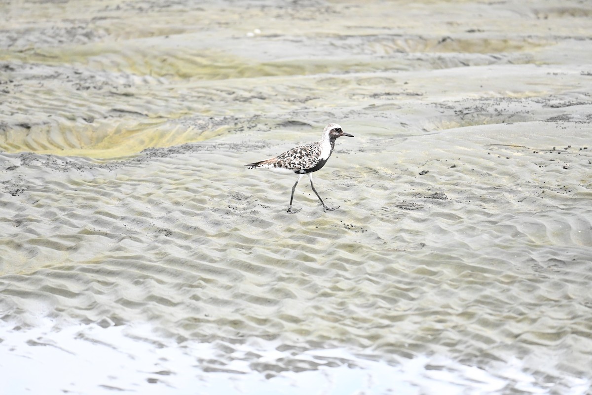 Black-bellied Plover - ML642146846