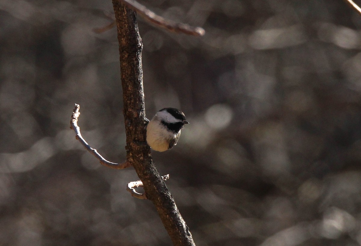 Black-capped Chickadee - ML642146850