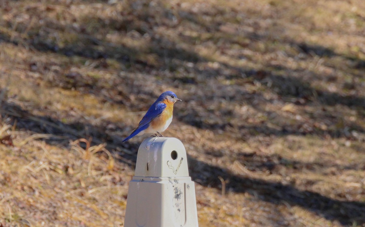 Eastern Bluebird - ML642146856