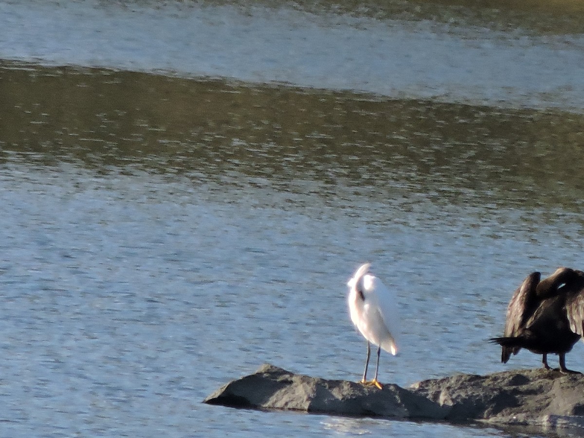 Snowy Egret - ML642146858