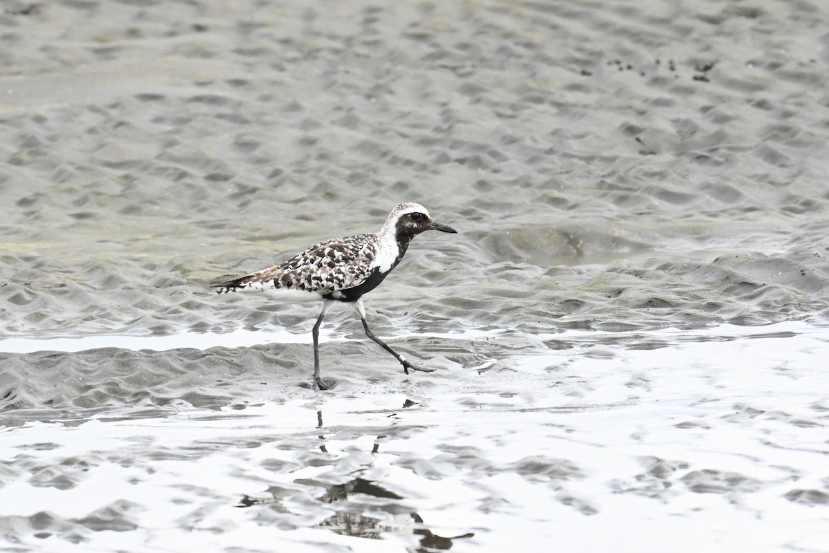 Black-bellied Plover - ML642146860
