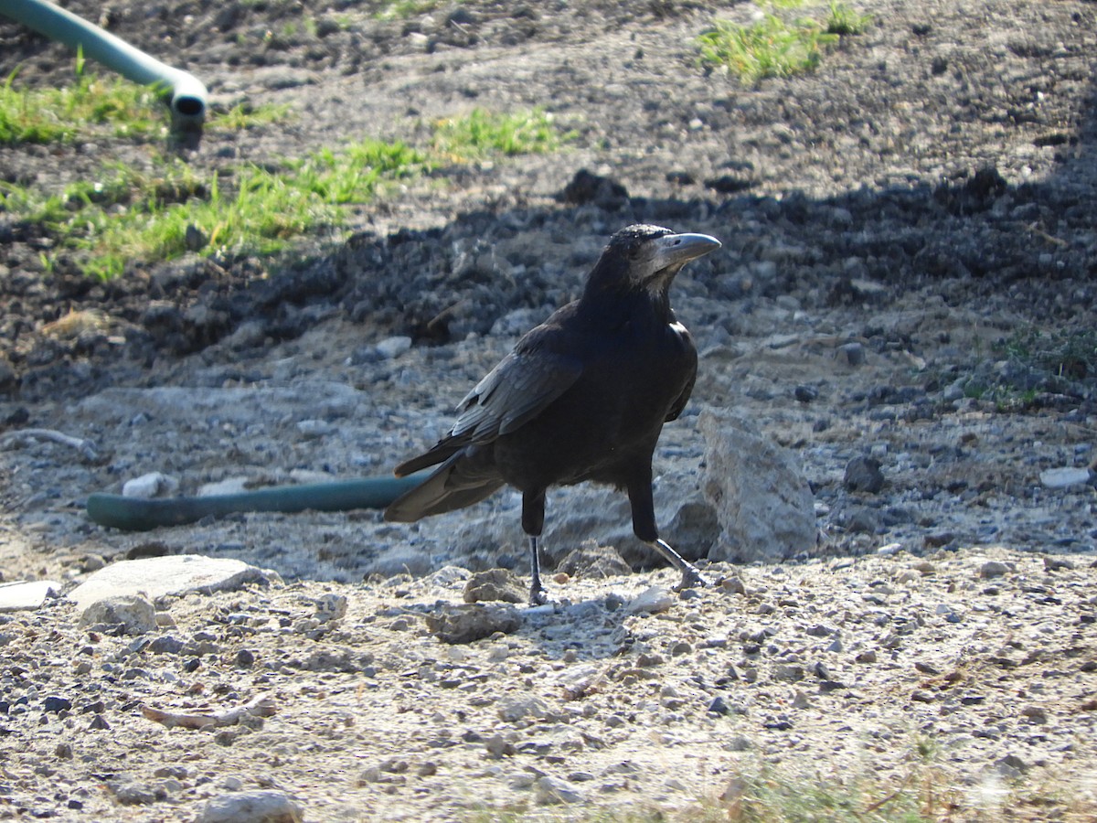 havran polní - ML642146861