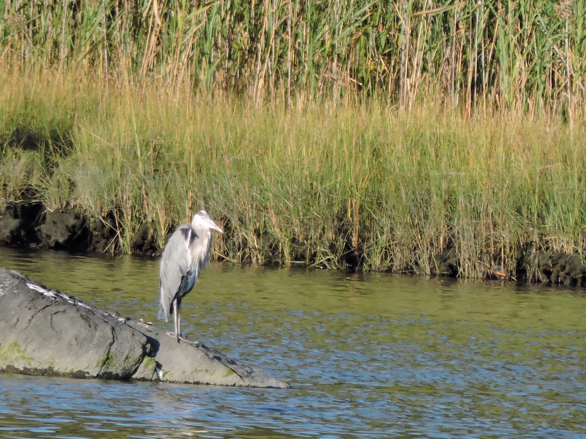 Great Blue Heron - ML642146863