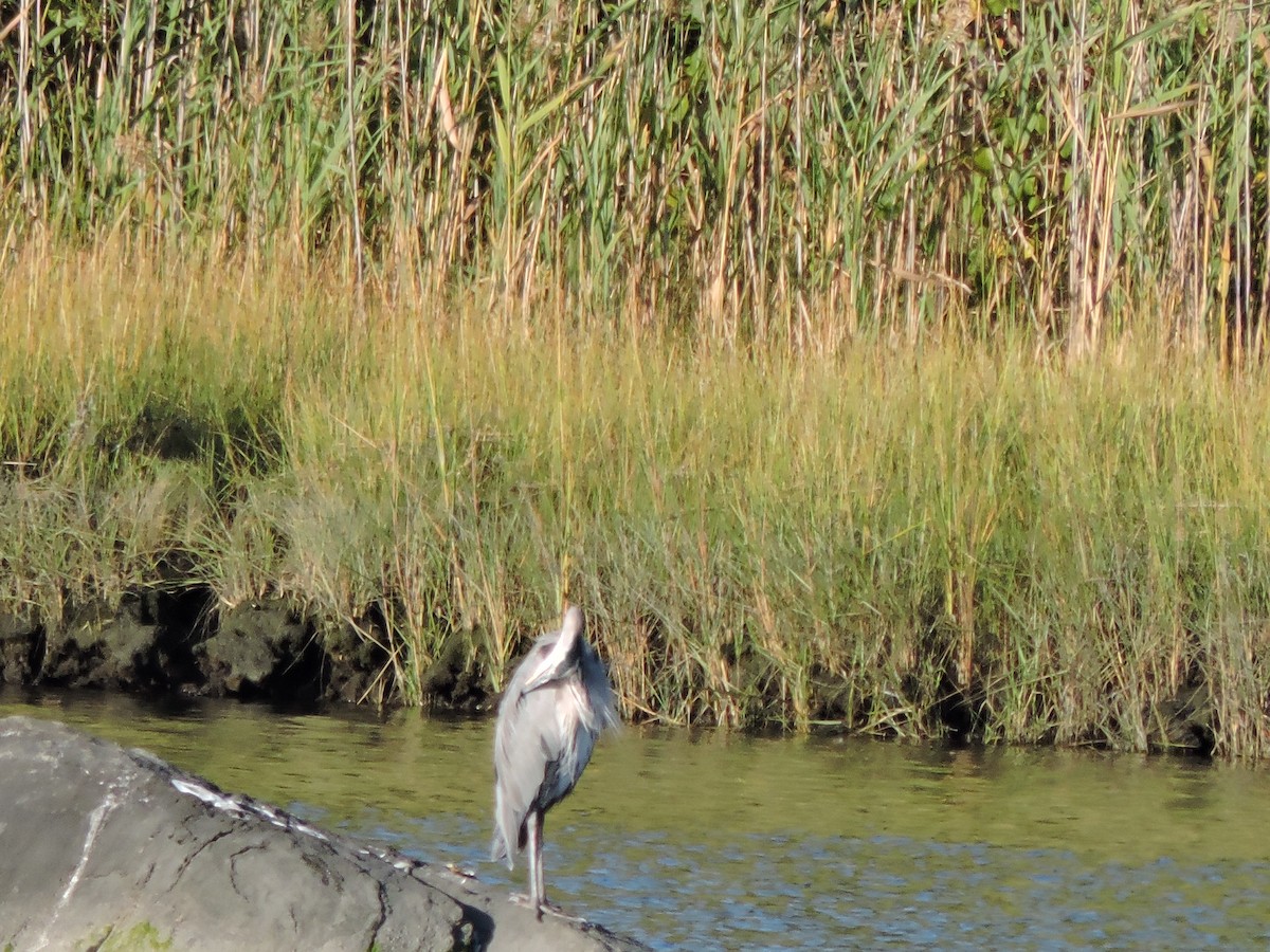 Great Blue Heron - ML642146864