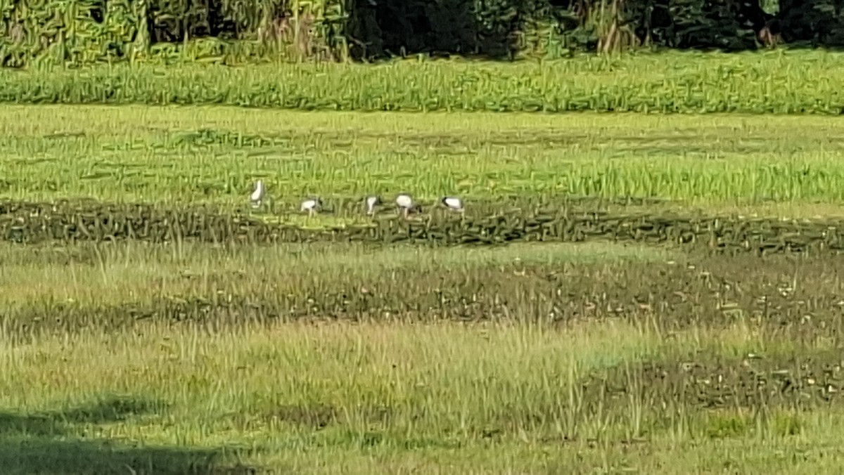 Asian Openbill - ML642146865