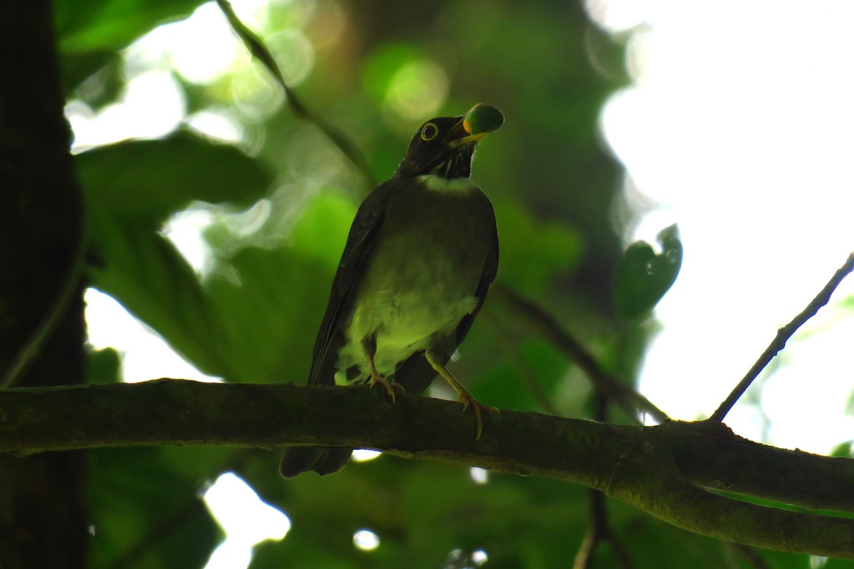 White-throated Thrush - ML642146867