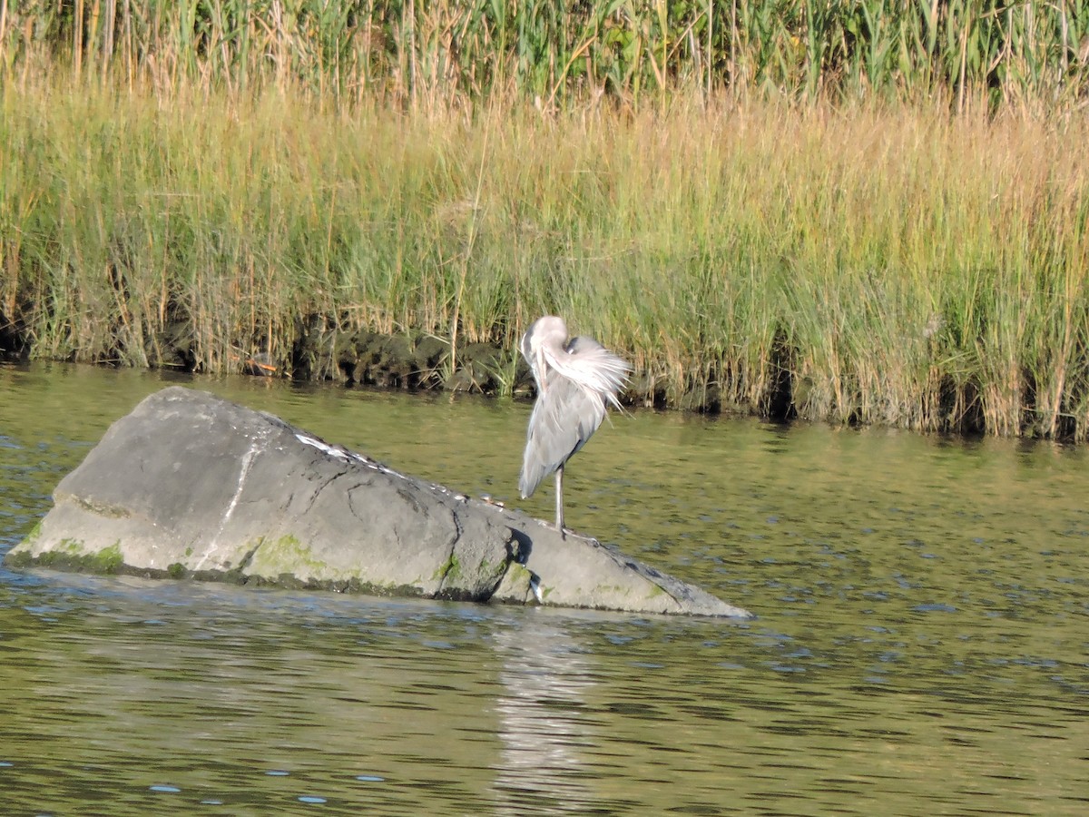 Great Blue Heron - ML642146868