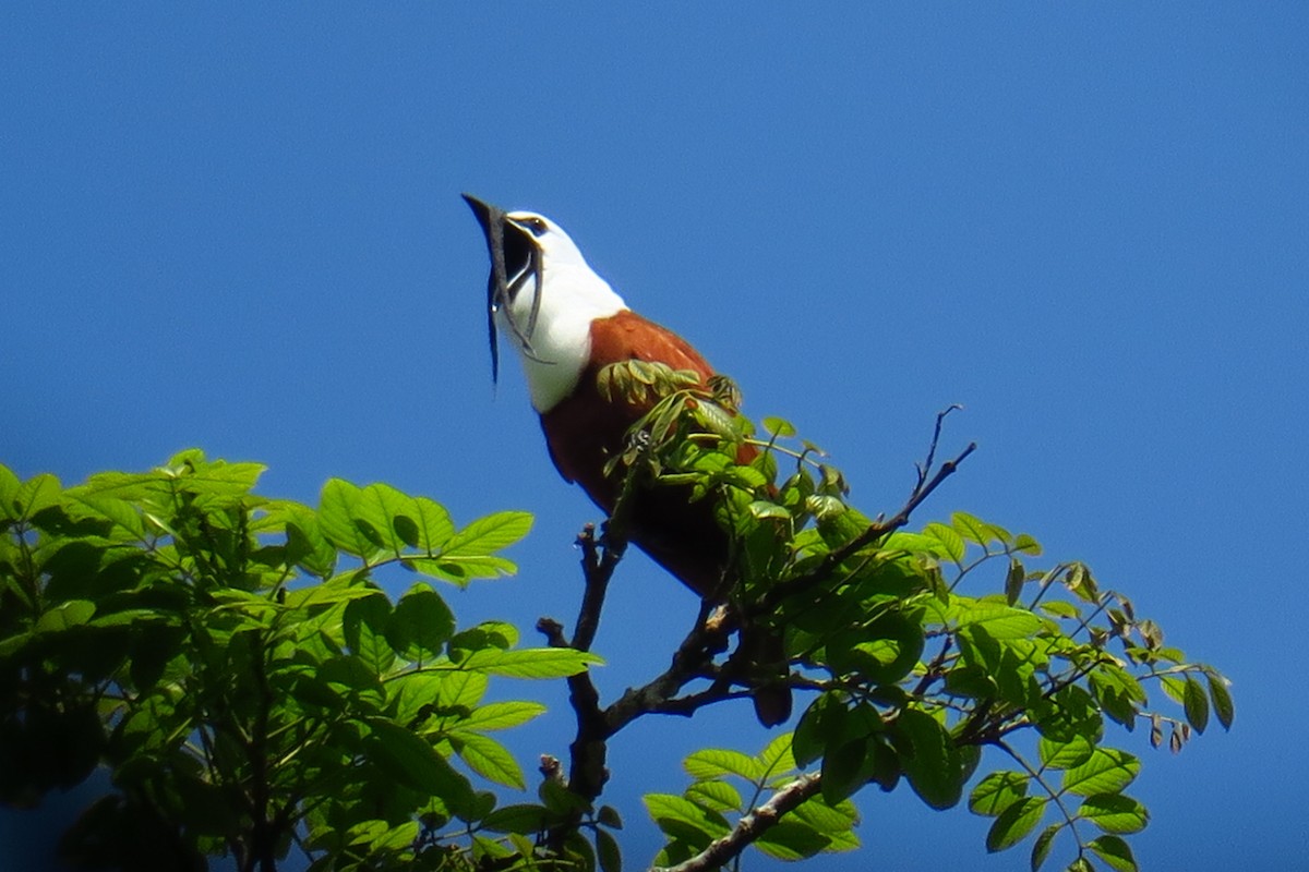 Three-wattled Bellbird - ML642146872