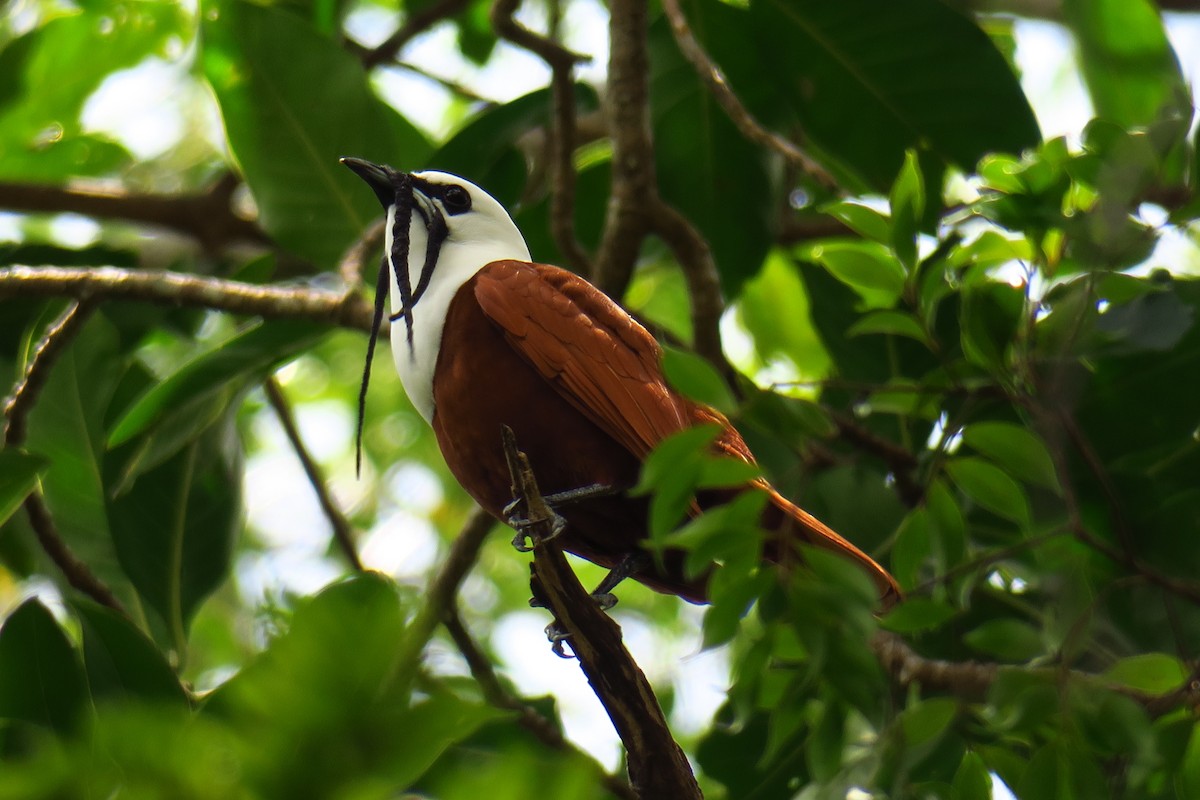 Three-wattled Bellbird - ML642146873