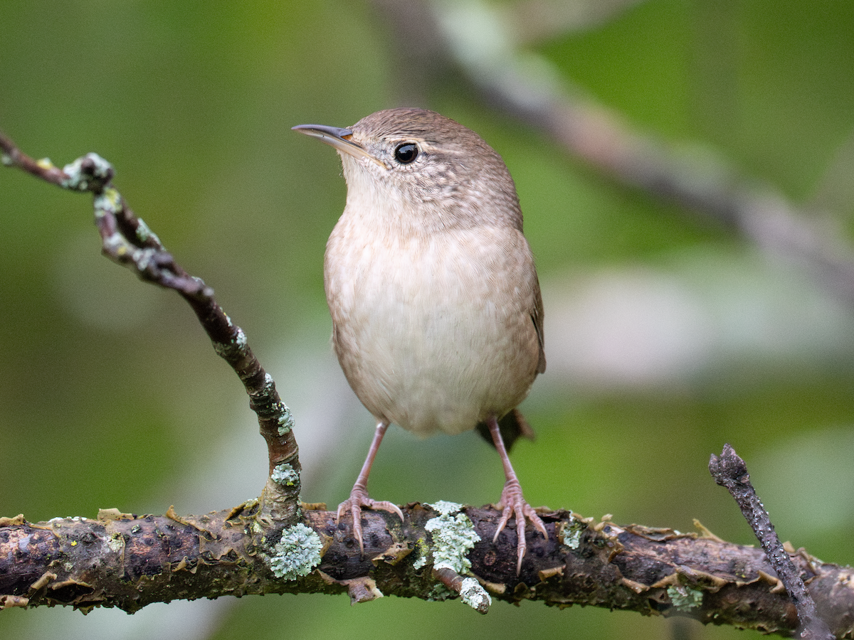 Northern House Wren - ML642146874