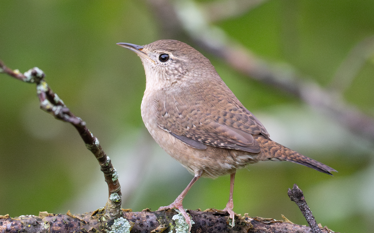 Northern House Wren - ML642146875