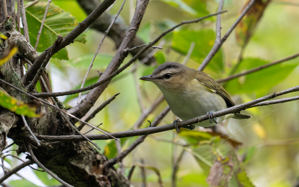 Red-eyed Vireo - ML642146878