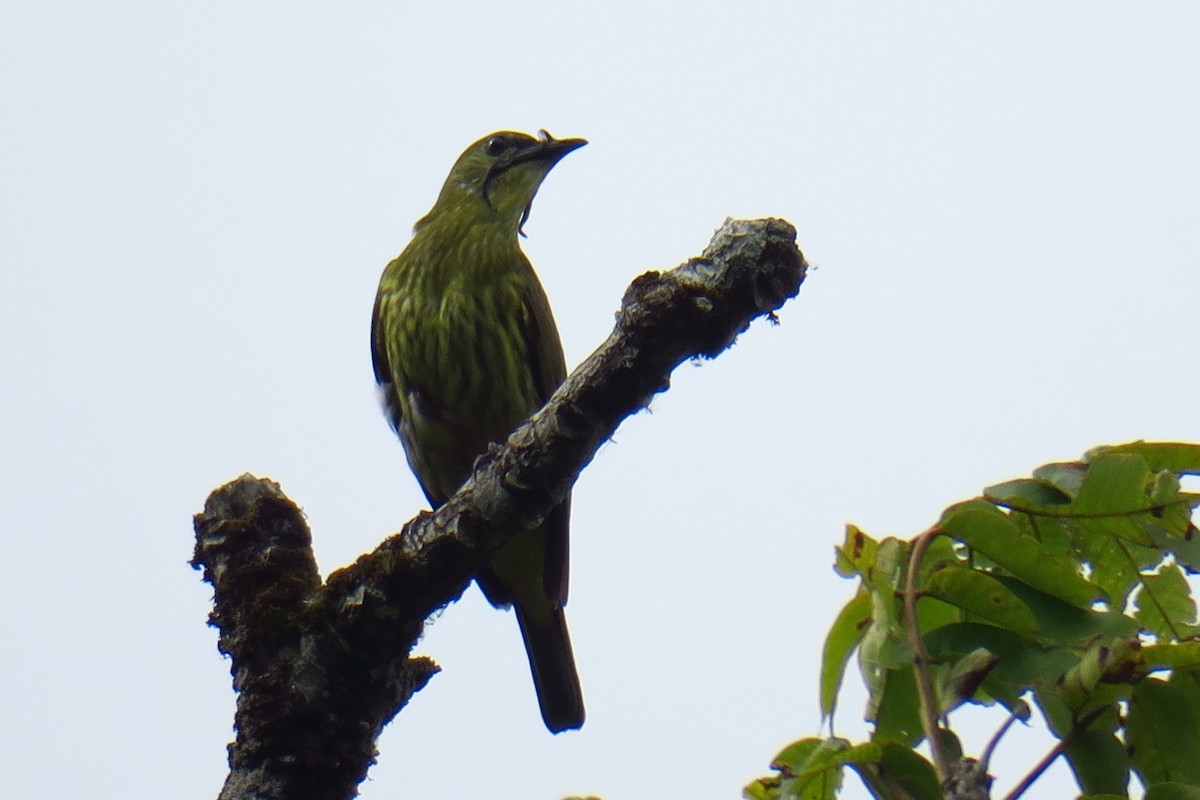 Three-wattled Bellbird - ML642146879
