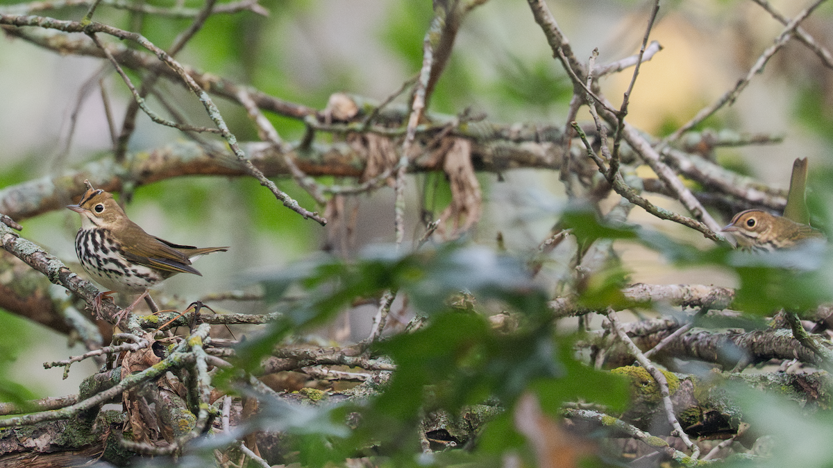 Ovenbird - ML642146887
