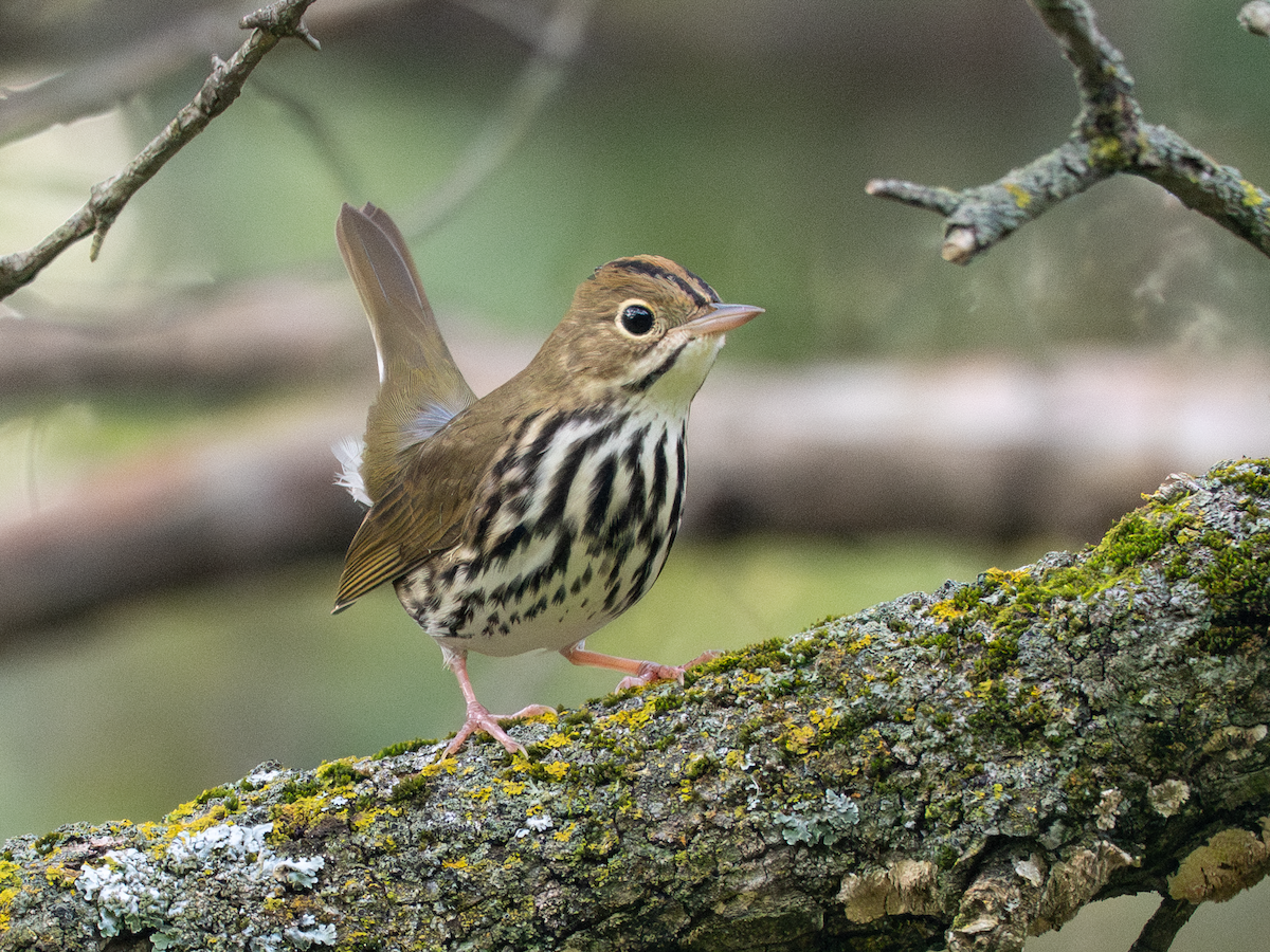 Ovenbird - ML642146888