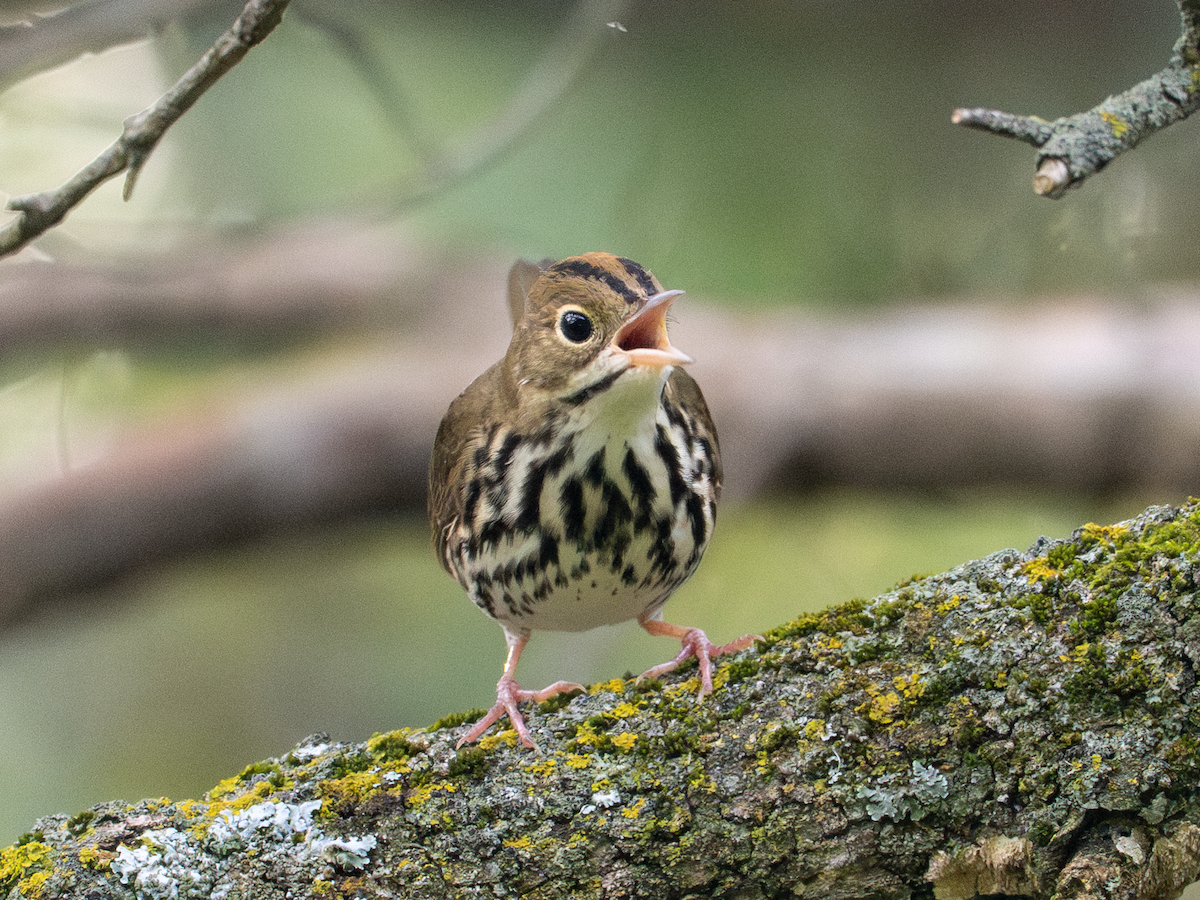 Ovenbird - ML642146889