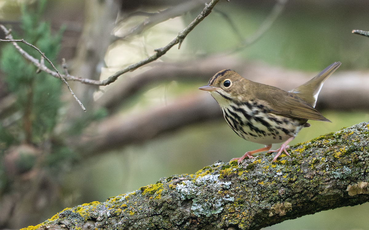 Ovenbird - ML642146890