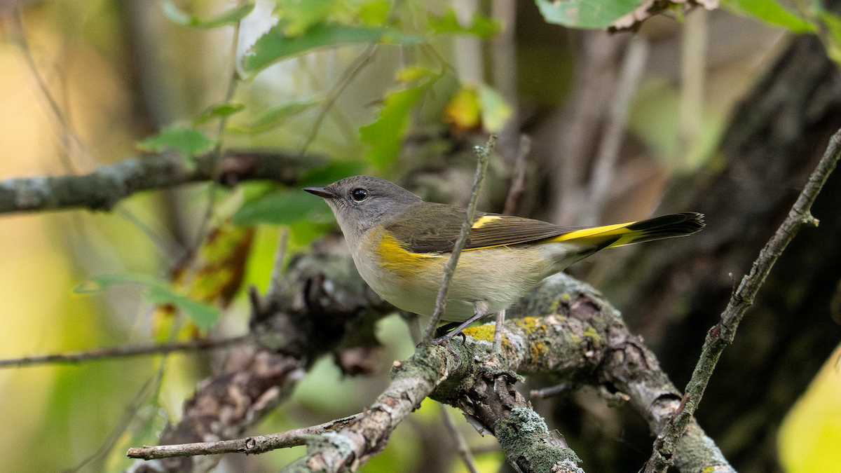 American Redstart - ML642146892
