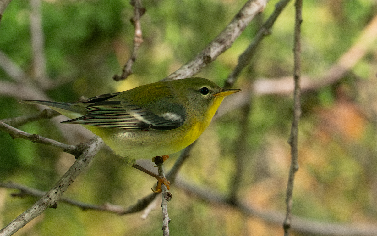 Northern Parula - ML642146895
