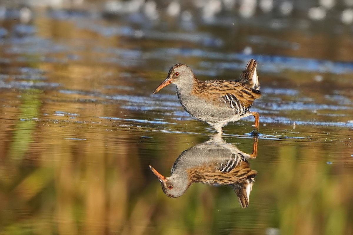 Water Rail - ML642146897