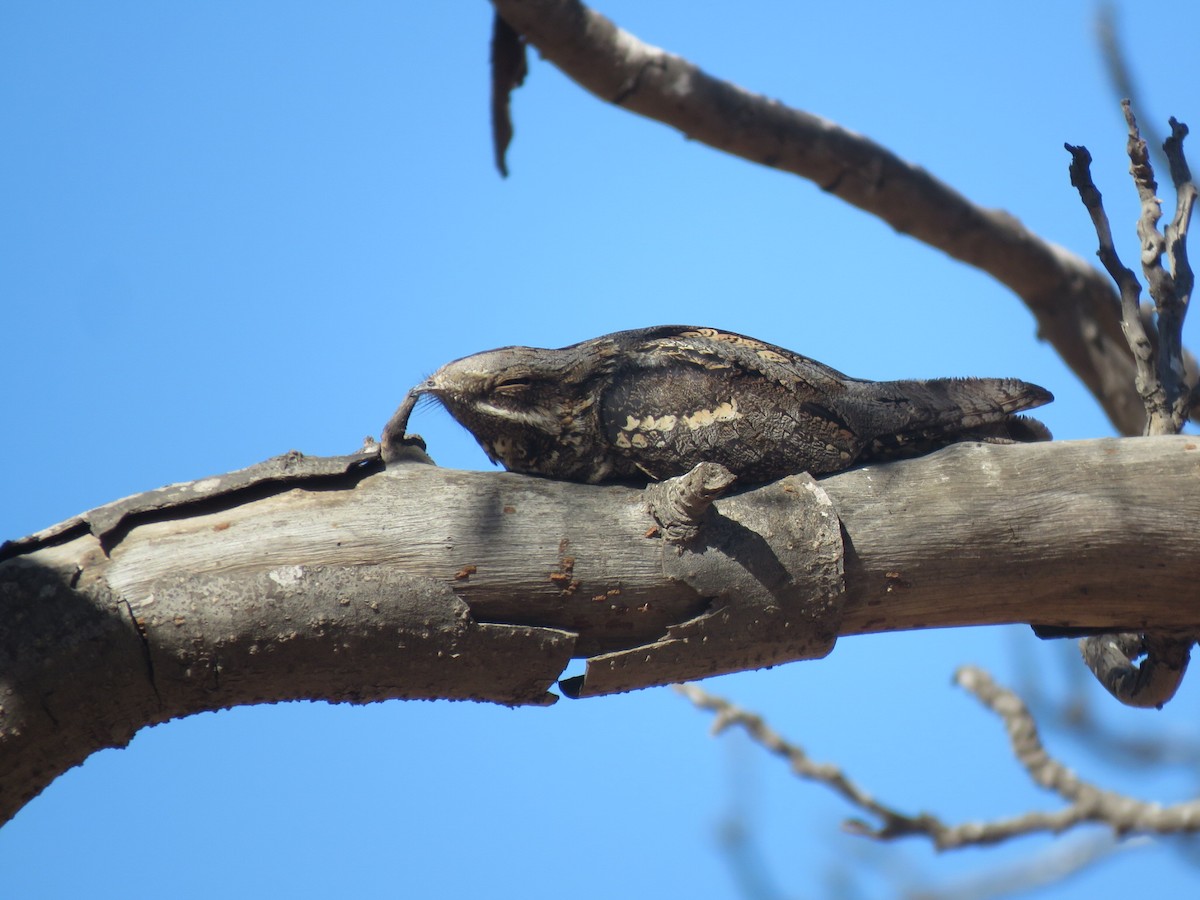 Eurasian Nightjar - ML642146898