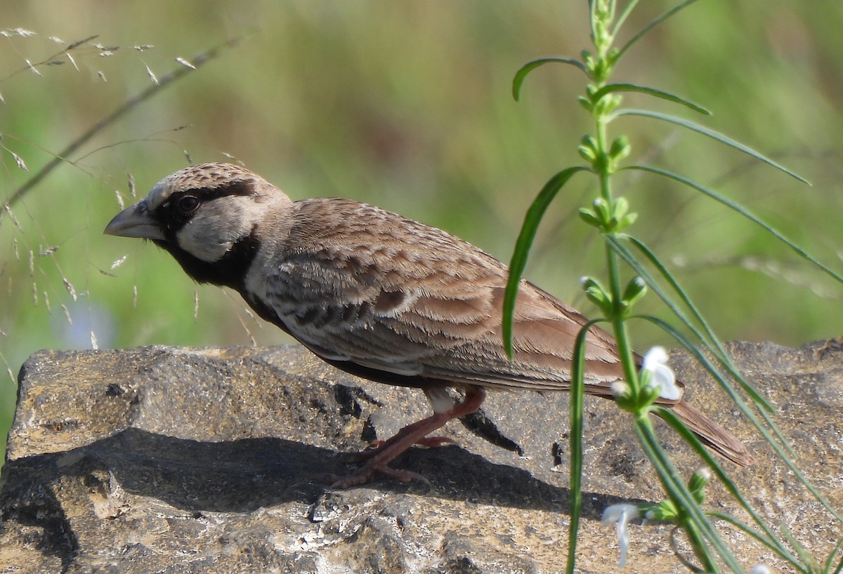 Ashy-crowned Sparrow-Lark - ML642146900