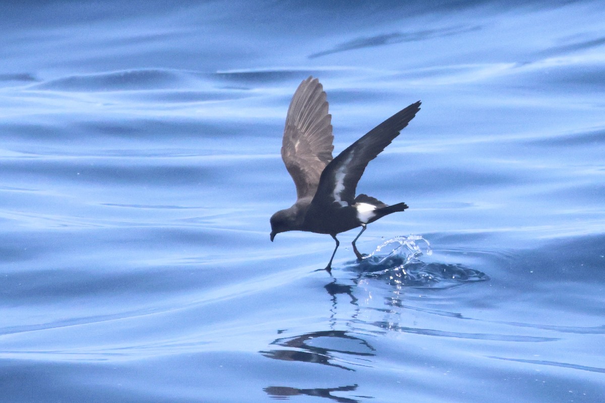European Storm-Petrel - ML642146901