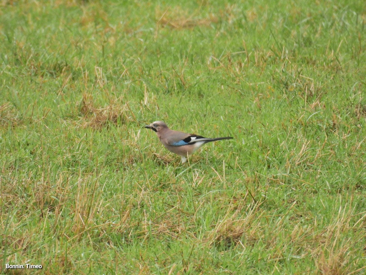 Eurasian Jay - ML642146910
