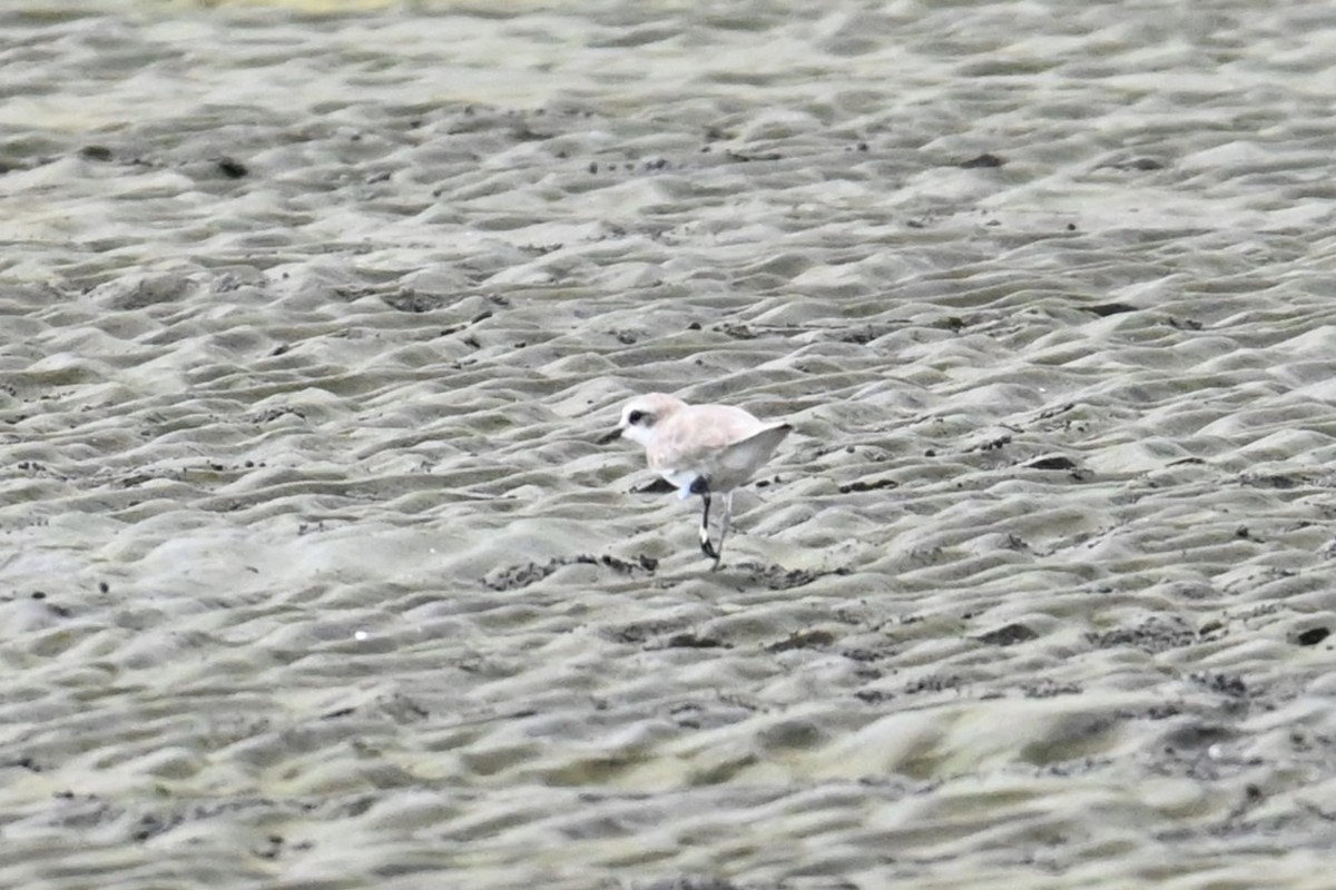 Siberian Sand-Plover - ML642146914