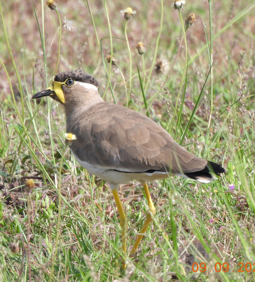 Yellow-wattled Lapwing - ML642146915