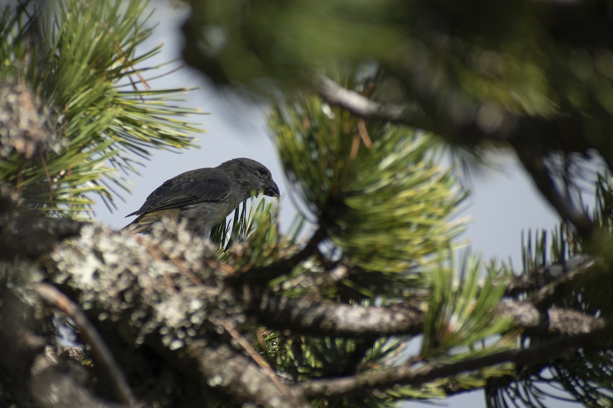 Red Crossbill - ML642146916