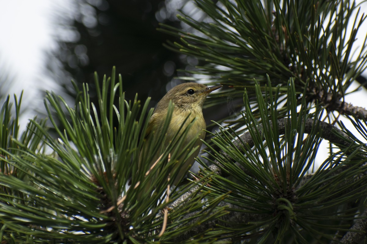 Willow Warbler - ML642146917