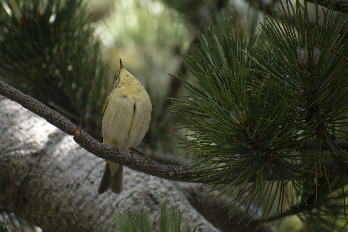 Willow Warbler - ML642146918