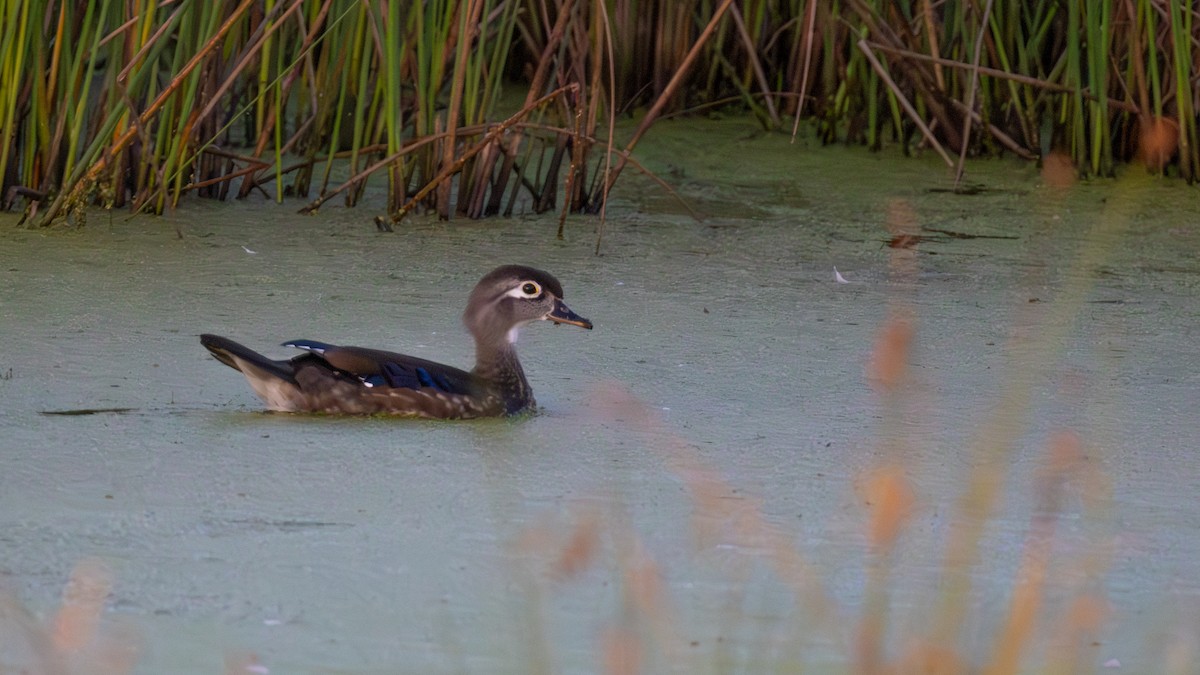 Wood Duck - ML642146919