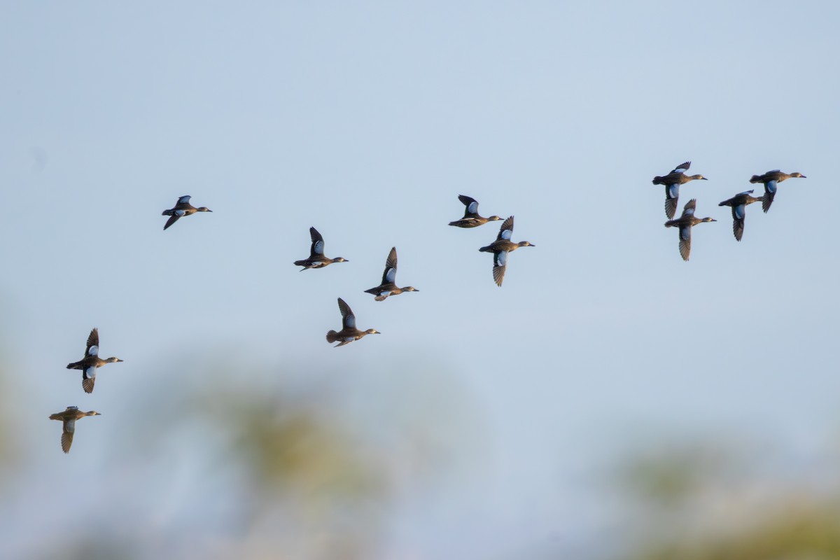 Blue-winged Teal - ML642146920