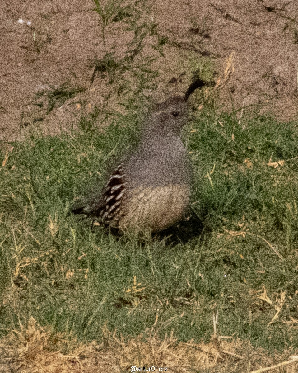 Gambel's Quail - ML642146922