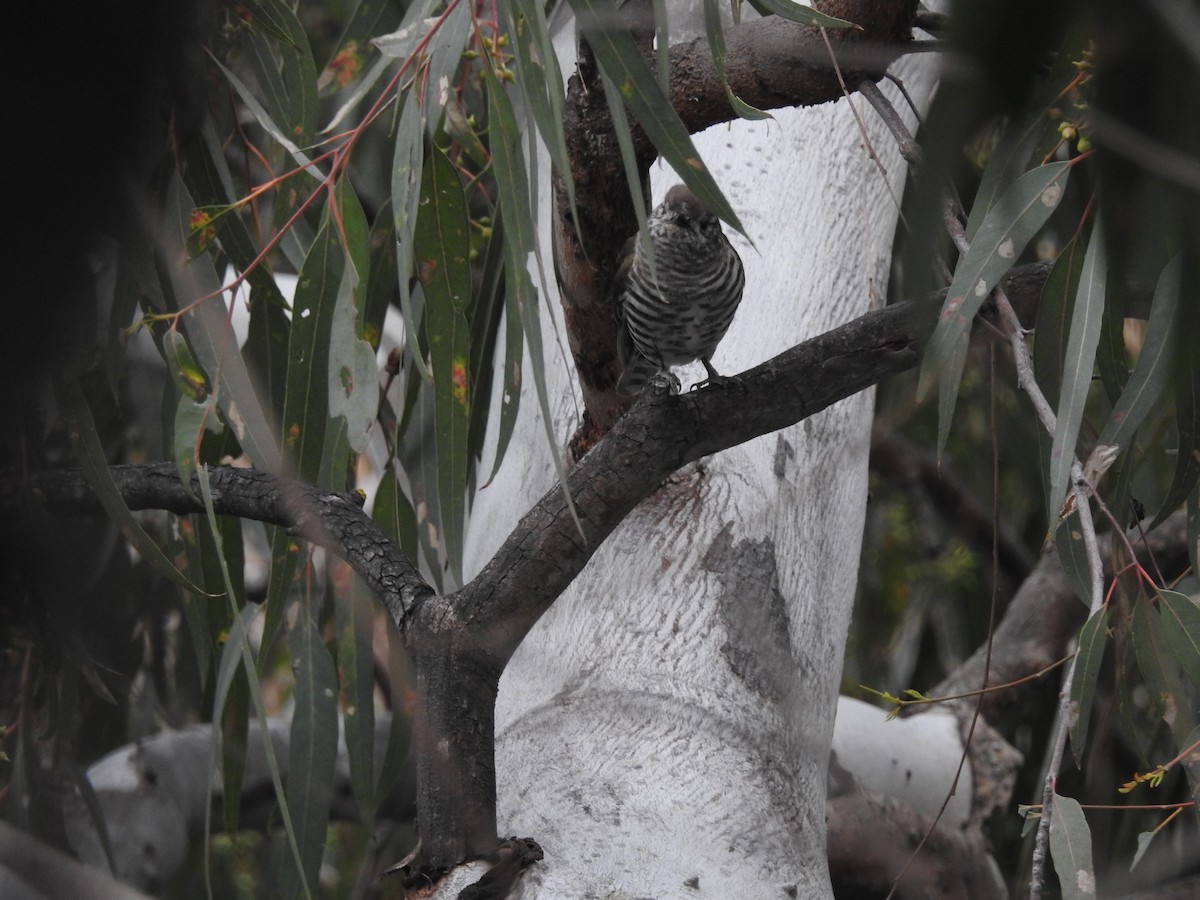 Shining Bronze-Cuckoo - ML642146923