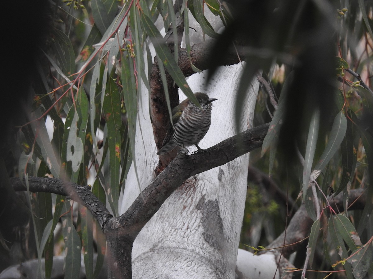Shining Bronze-Cuckoo - ML642146924
