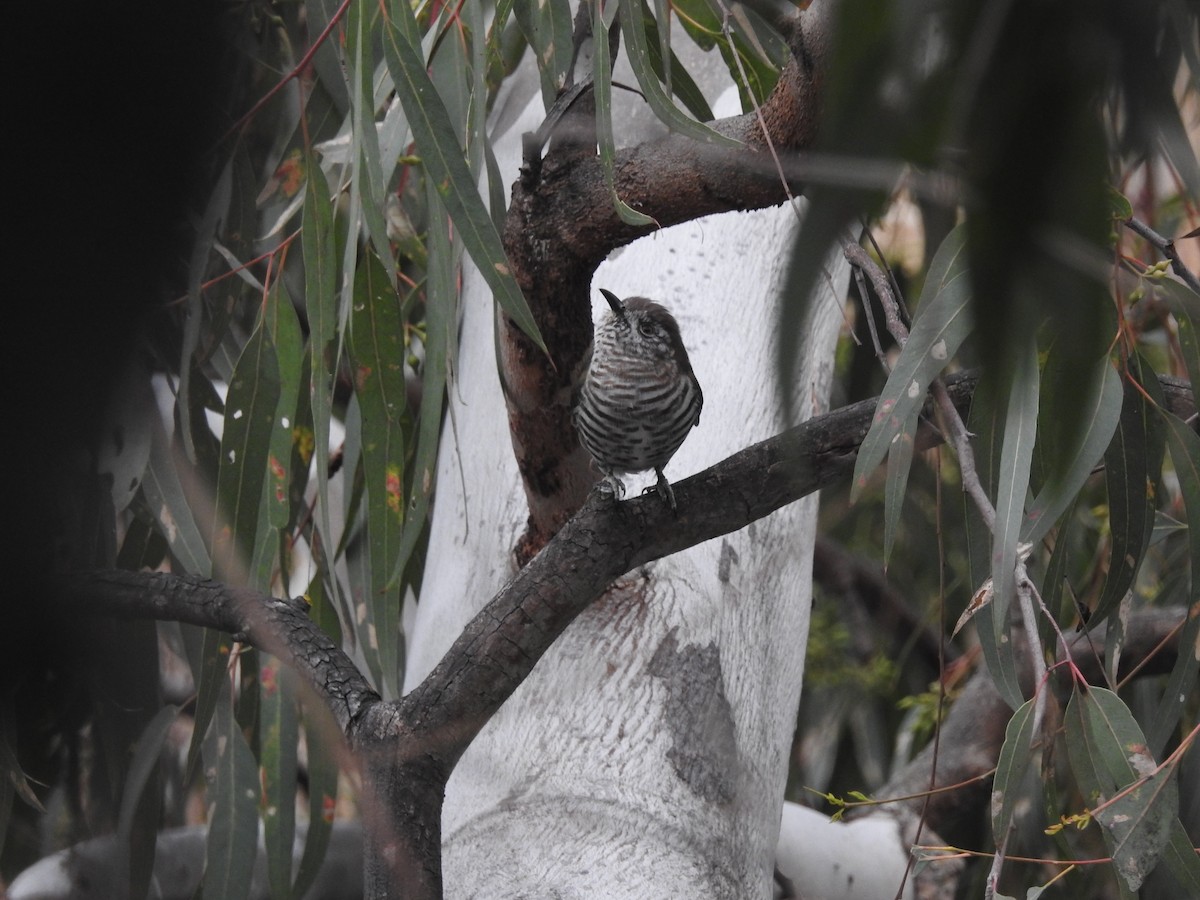 Shining Bronze-Cuckoo - ML642146925