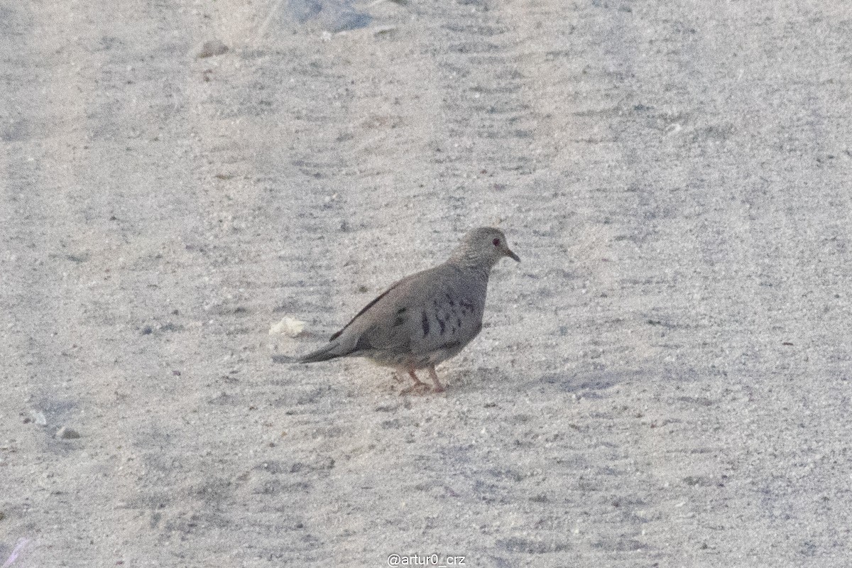 Common Ground Dove - ML642146926
