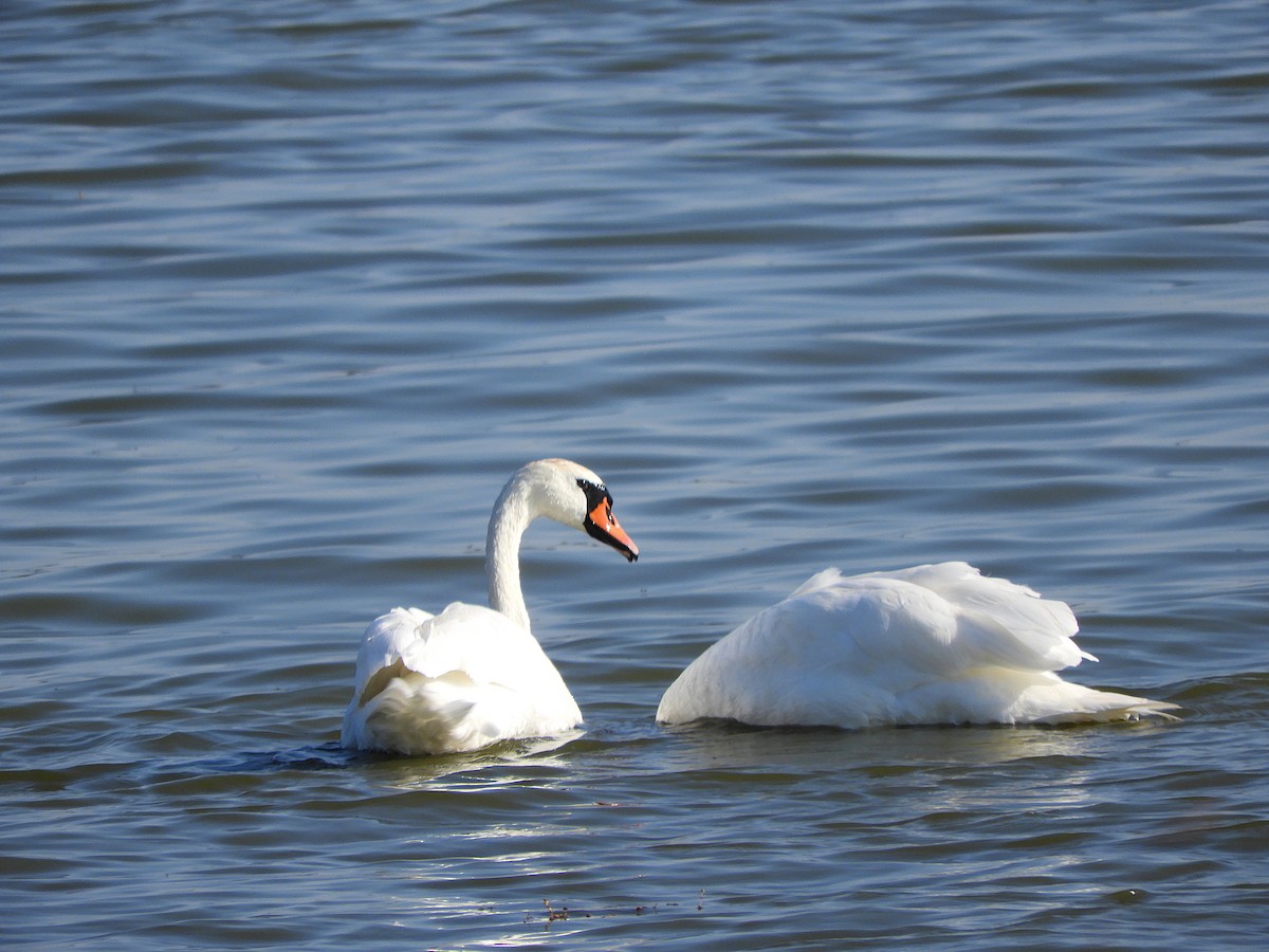Mute Swan - ML642146928
