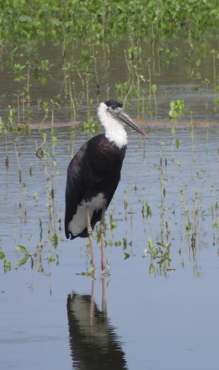 Asian Woolly-necked Stork - ML642146929