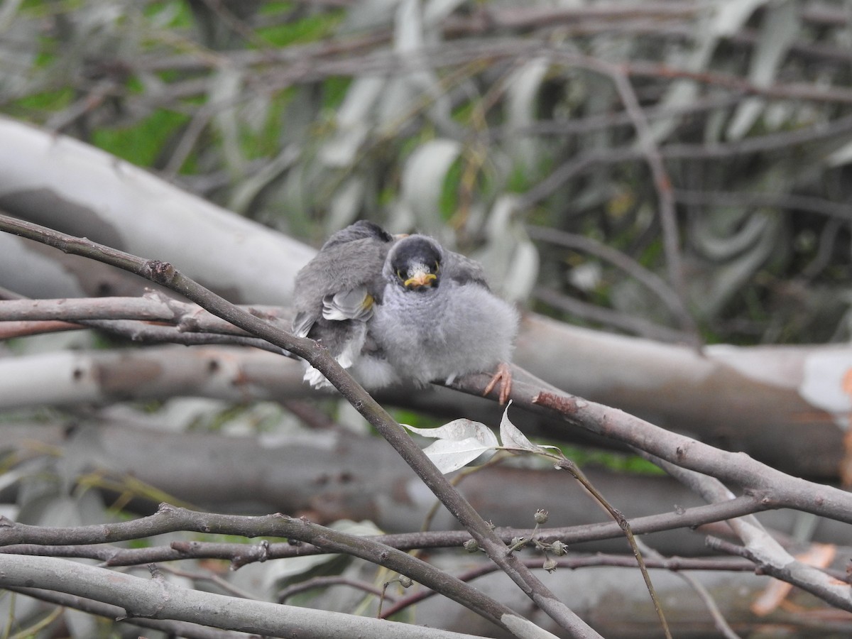 Noisy Miner - ML642146930